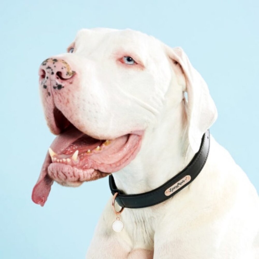 ZippyPaws Legacy Collection Dog Collar Black Leather
